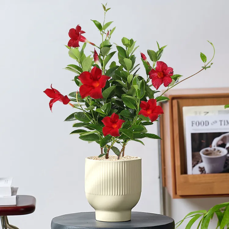 飘香藤花爬墙花卉盆栽攀爬绿植四季植物室内阳台室外庭院易活好养