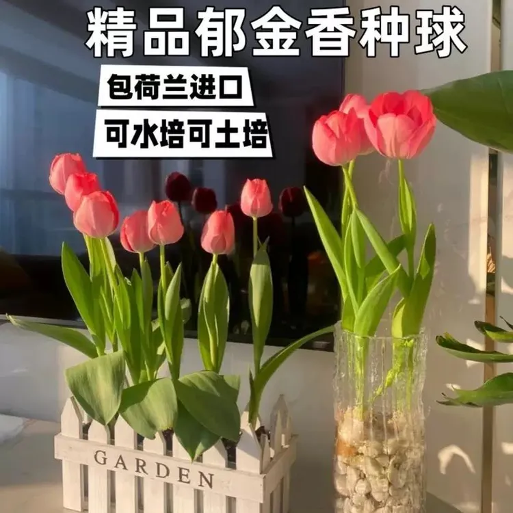 进口水培郁金香种球好养活阳台盆栽四季耐寒花卉土培室内开花植物