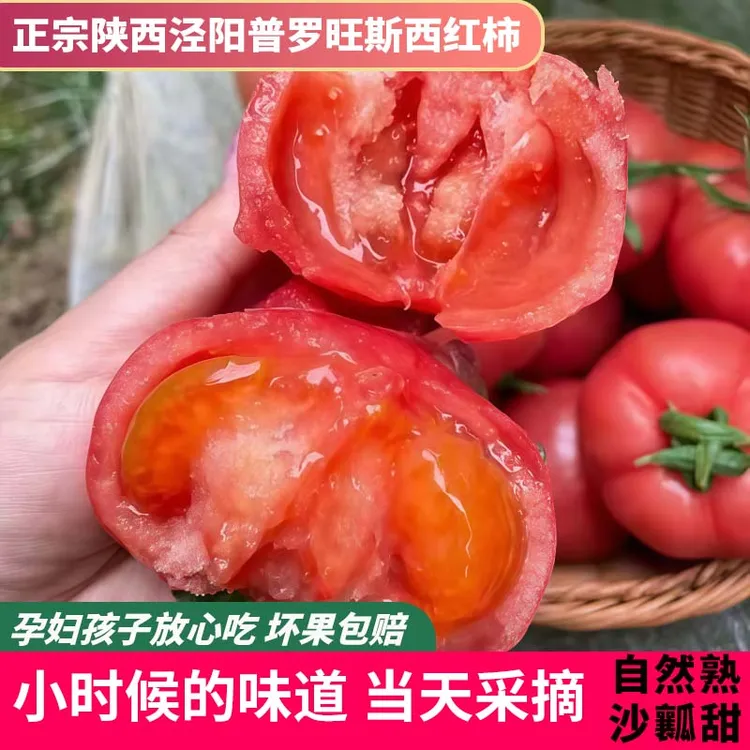 陕西泾阳普罗旺斯番茄新鲜番茄水果西红柿沙瓤自然熟西红柿多汁