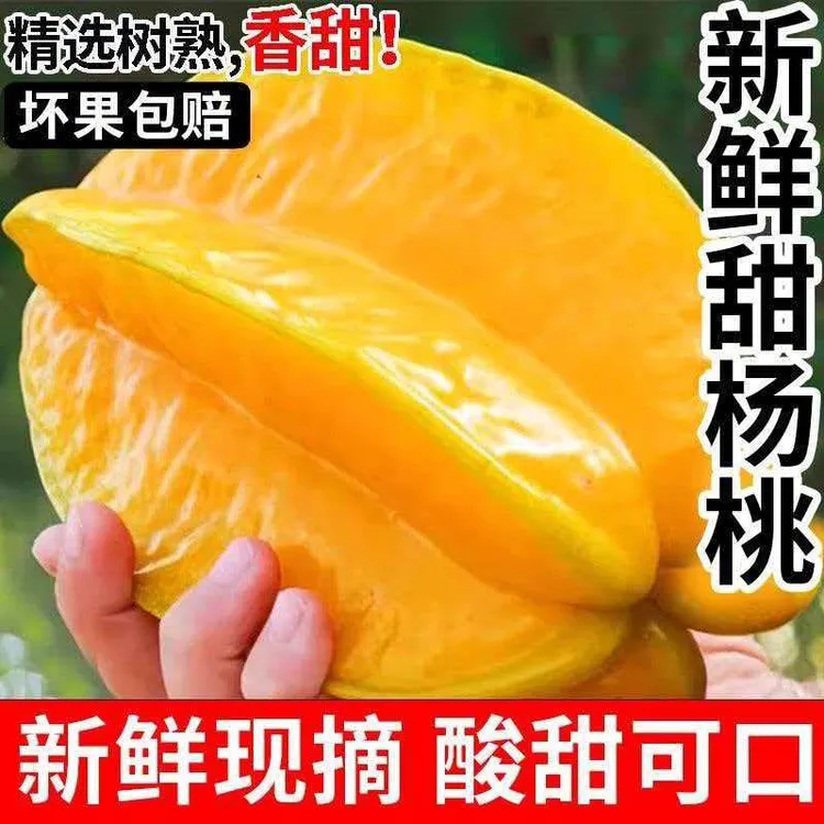 新鲜采摘现摘现发下河树上熟香蜜甜杨桃孕妇水果产地直发可