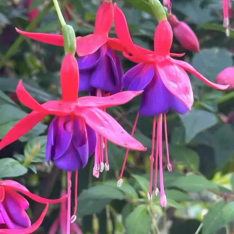 灯笼花原根原土发四季开花倒挂金钟盆栽室内阳台庭院耐寒玫红紫心