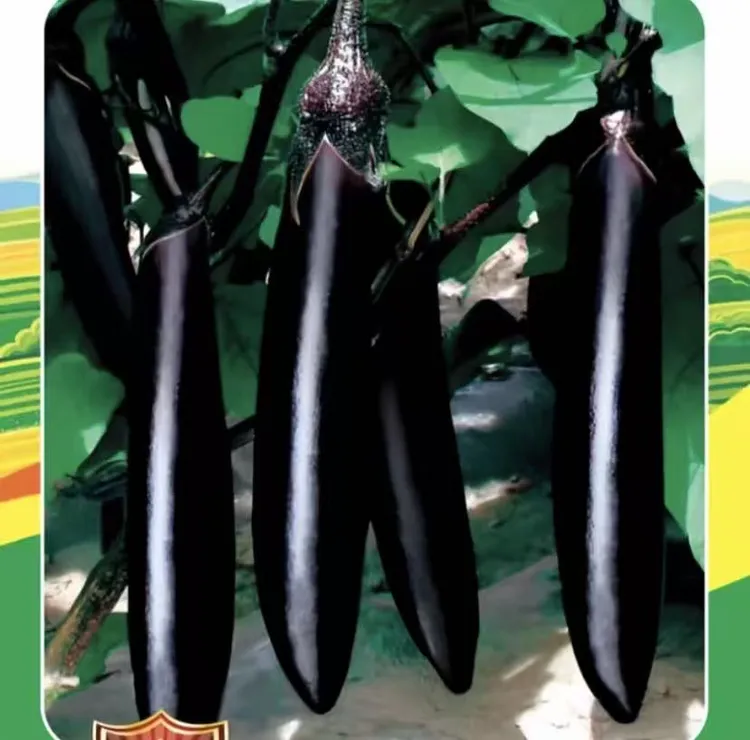 【墨茄种子】四季种植盆栽地栽阳台小院种植