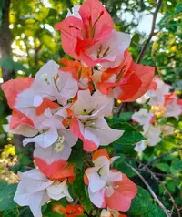 丨橙口红丨三角梅四季勤花南北方新手好养活室内外阳台绿植花卉