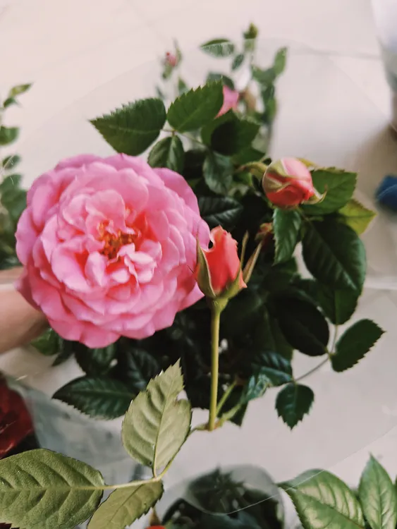 3盆混色玫瑰120盆喜欢的颜色可备注