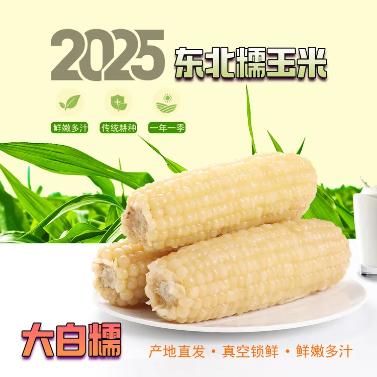 【试吃5根】2025年新鲜东北白糯玉米10根装香甜软糯