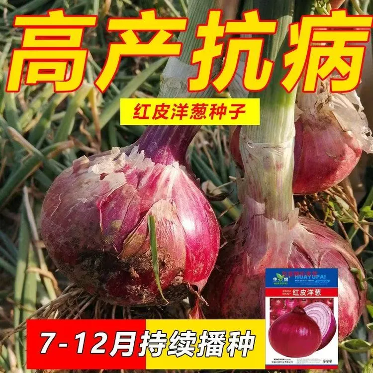 紫皮洋葱种子脆甜红皮水果圆葱籽七八月份秋播耐温耐寒蔬菜种子