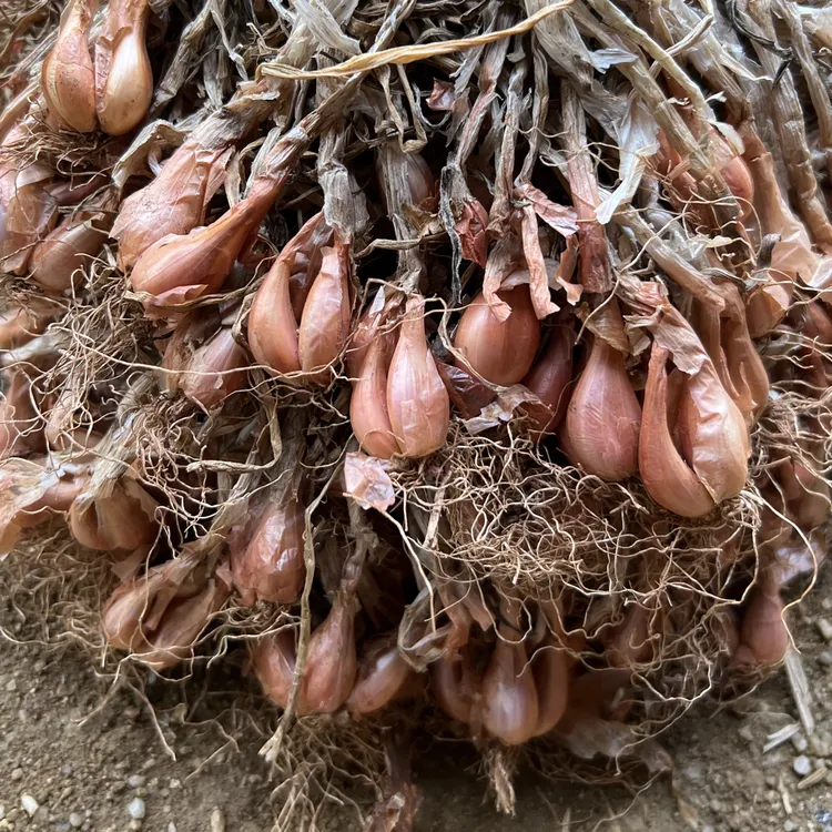 四季可种正宗白铁杆小香葱头盆栽（带尾带根）