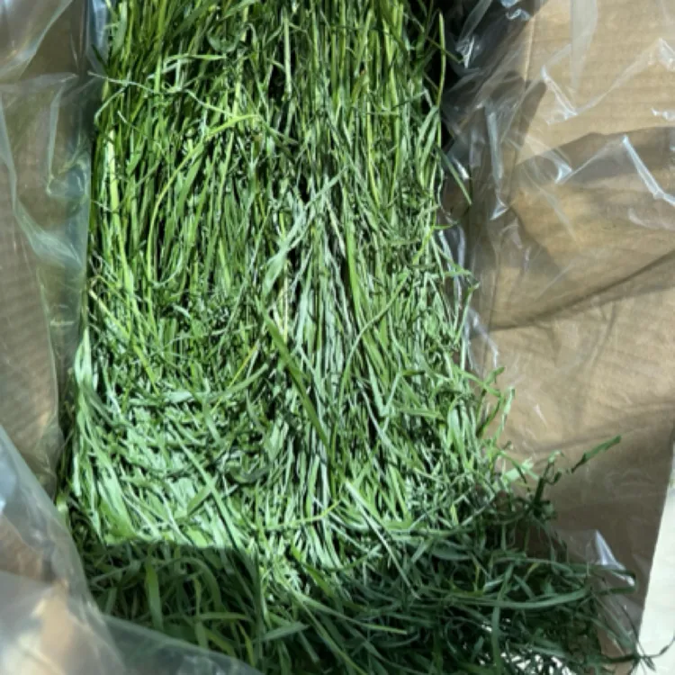 2025年优质南提摩西草段烘干兔子龙猫荷兰猪苜蓿草麦卡曼