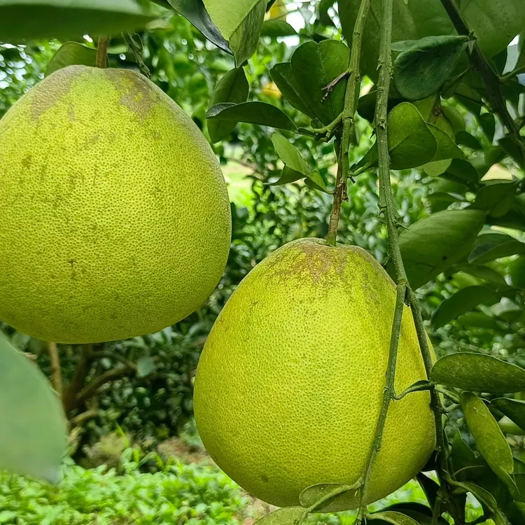 正宗傣柚青柚多汁甜蜜当季水果柚子蜜柚西双版纳农村柚子新鲜