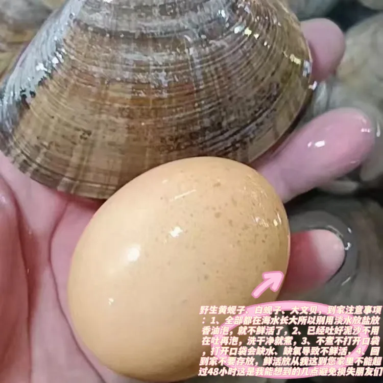 活发东港本地大文贝，顺丰包邮