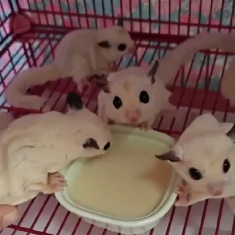 蜜袋鼯冲泡蜜粮（正常断奶后全阶段蜜粮）