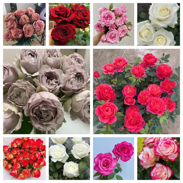 【粉丝福利】10棵装牙签小苗混苗随机发试种有瑕疵无售后不包活