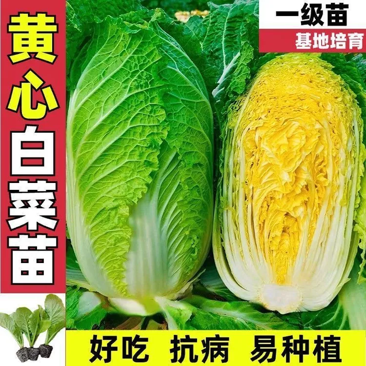 正宗黄心大白菜苗耐寒高产全国都可以种植七天之内不活包赔