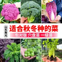 适合秋冬种的菜带土球秧苗芹菜羽衣孢子甘蓝紫白菜西兰花耐寒阳台