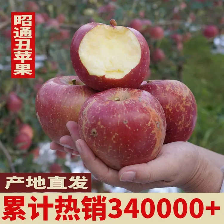 正宗云南昭通冰糖心丑苹果产地直发新鲜采摘脆甜多汁
