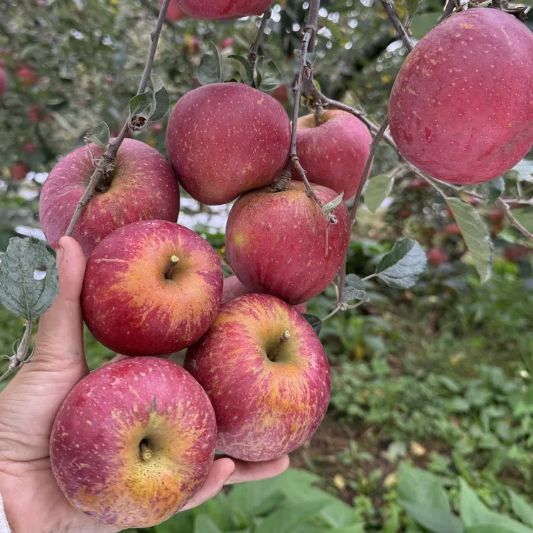 迷你宝宝果当季头茬鲜果脆甜多汁高山种植产地直发