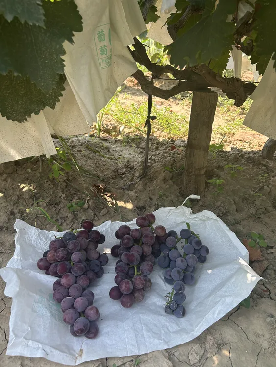 陕西沪太8号  顺丰包邮