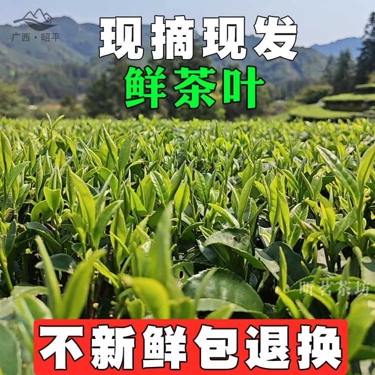 白露茶 2025下单现摘茶叶未加工油茶擂茶昭平茶青新鲜新茶绿茶