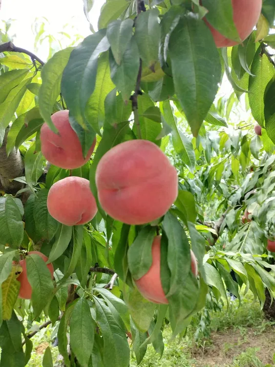 霞晖十号 7月上旬成熟