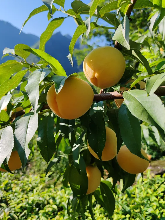 湖北宜昌五峰长乐坪高山锦绣黄桃脆甜多汁香甜可口放软更好吃