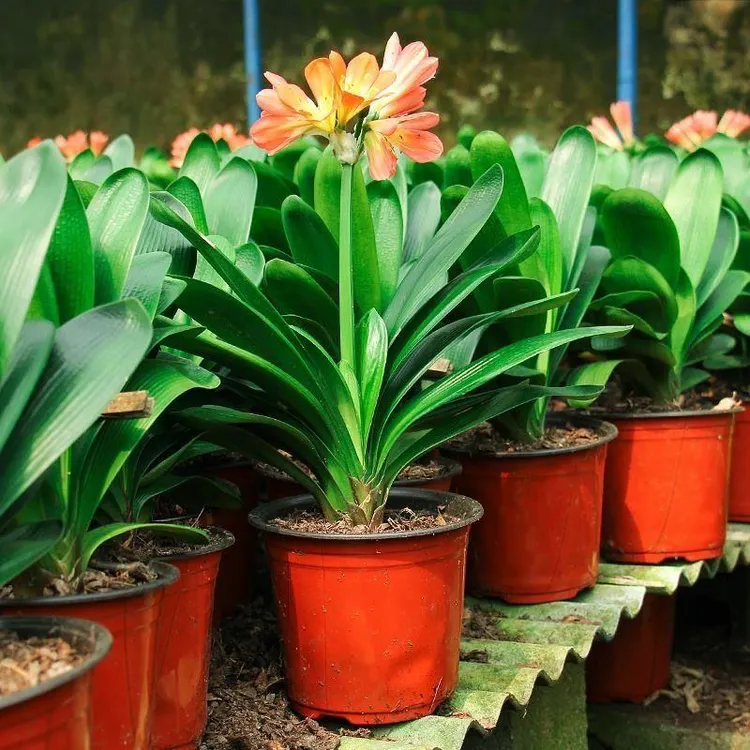 【精品四季】君子兰盆栽植物室内花卉绿植好养君子兰大苗客厅和尚