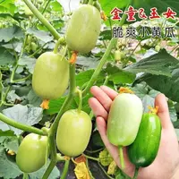 【满五包包邮】玉女黄瓜种子迷你小黄瓜种子玉女水果黄瓜种籽易种春