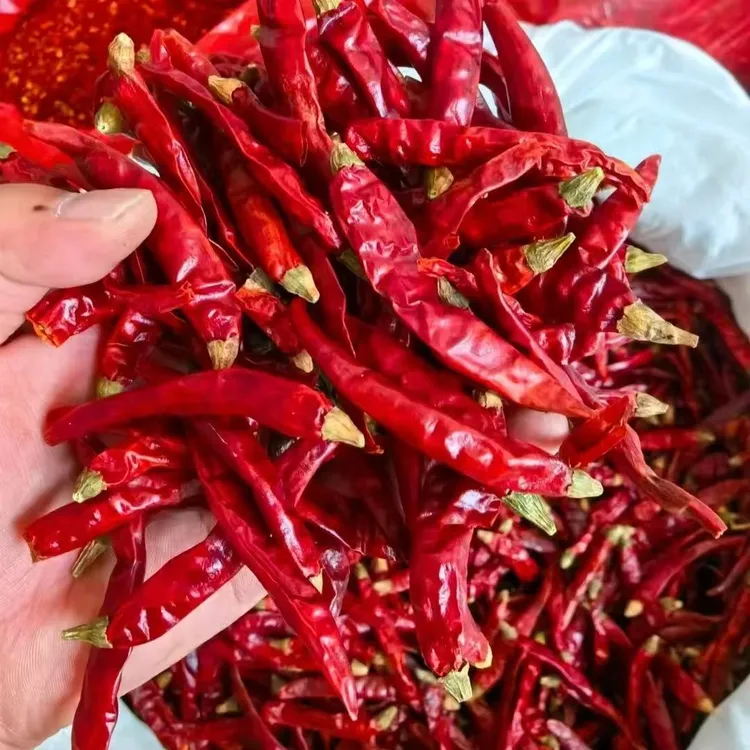 精品干辣椒魔鬼椒三樱椒8号椒红辣椒特辣香辣辣椒