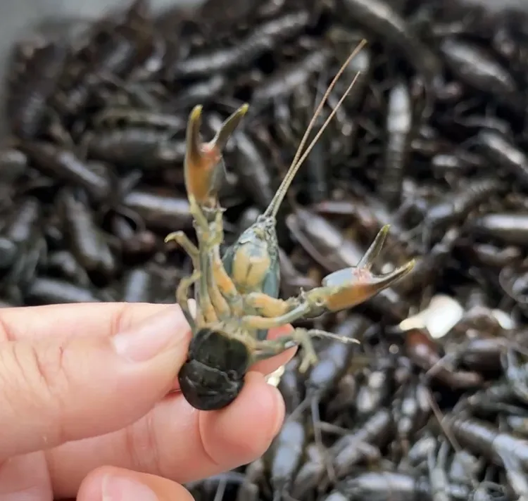 东北鳌虾 原生态溪水 蝲蛄  保鲜发货