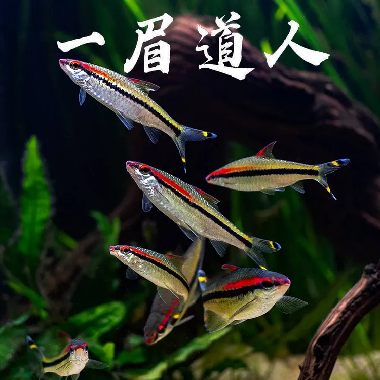 一眉道人观赏鱼鱼苗小型好养耐活鱼缸群游草缸热带鱼淡水宠物