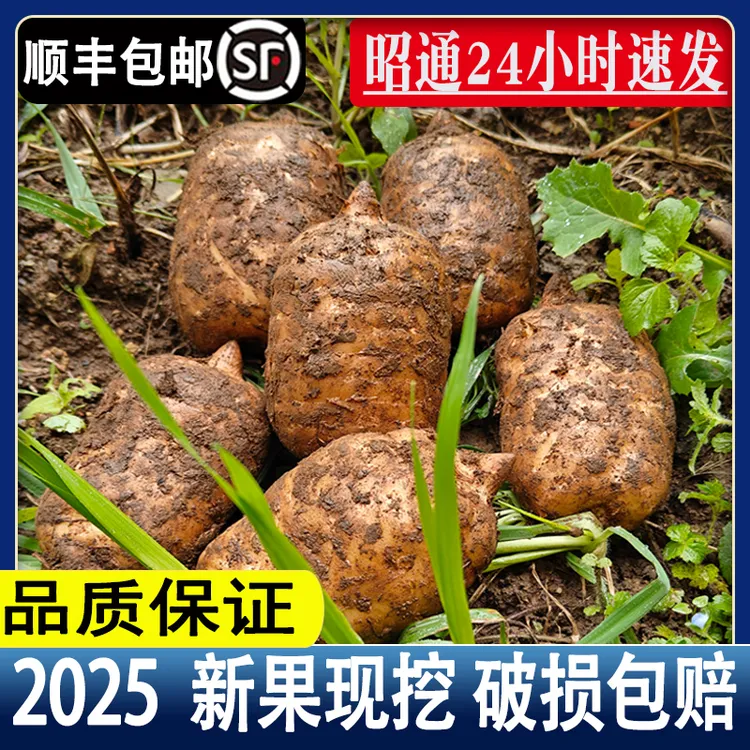 【发顺丰】现挖新鲜天麻云南昭通天麻小草坝乌天麻产地直发滋补