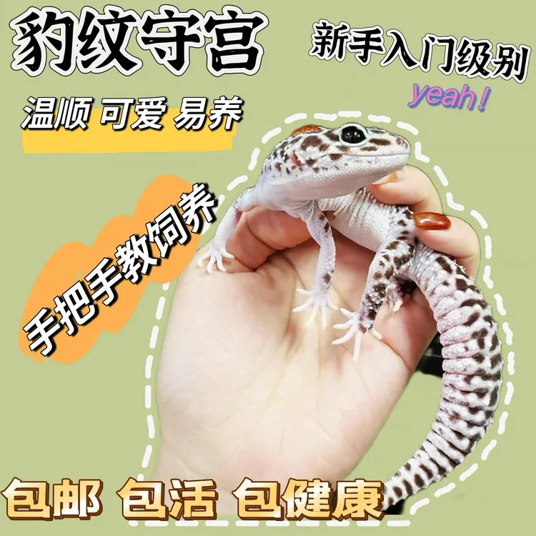 宠物温顺适合新手入门的豹纹守宫爬宠