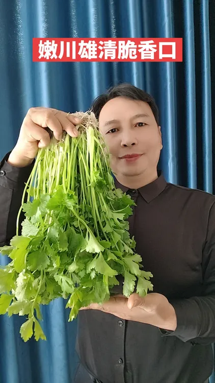 江西特色小香芹余干本地川芎