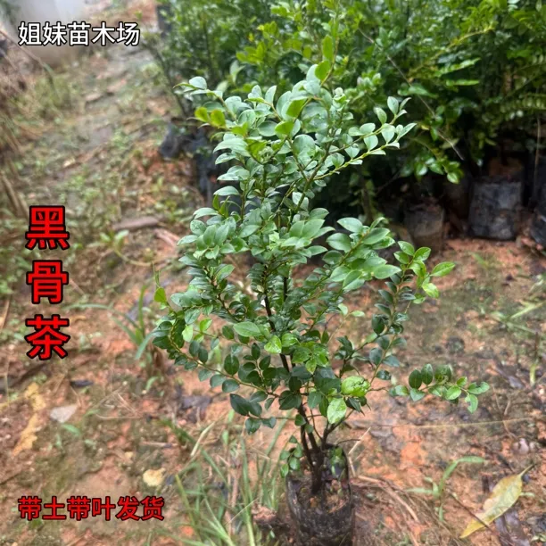 珍贵盆栽台湾黑骨茶苗盆景造型庭院室外阳台小叶紫檀树苗耐寒植物
