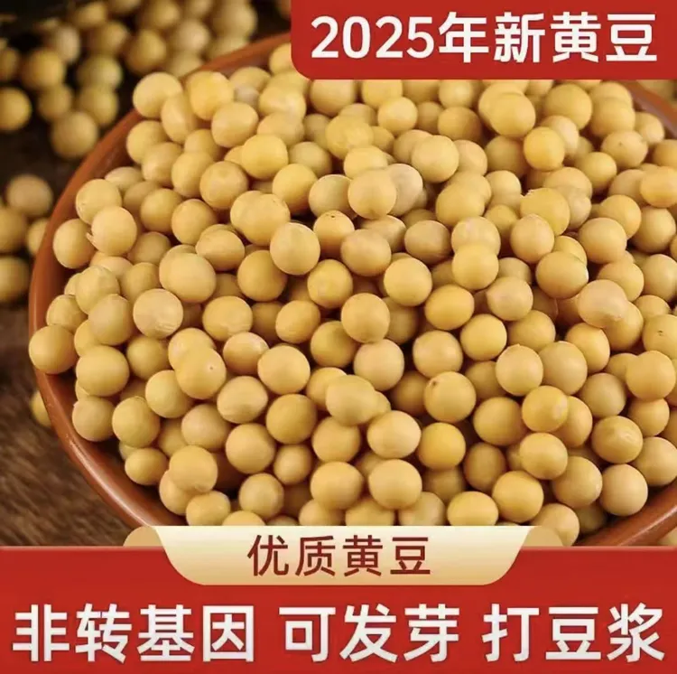 讷河优质大豆主产区东北非转基因黄豆打豆浆生豆芽专用豆饱满豆香
