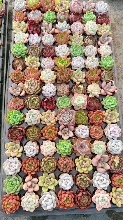 西藏包邮绿植-小多肉10个装