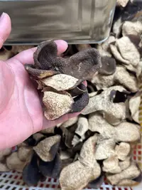 【口粮款】南坦圈枝冬后狗腩皮断皮链接