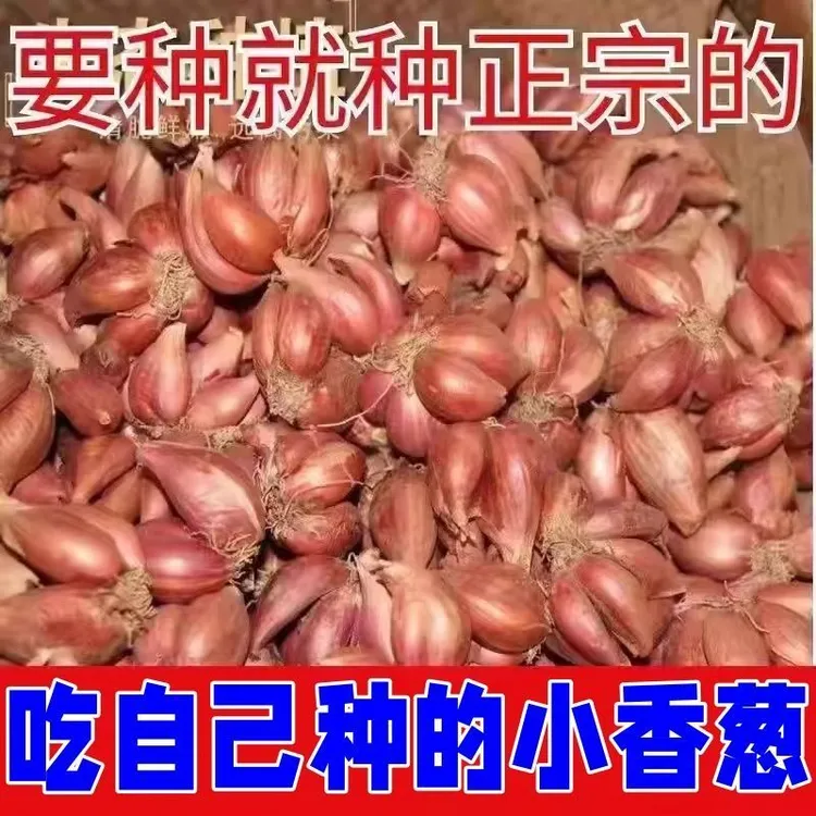 四季小香葱正宗小葱头红葱头黄葱头盆栽火葱蒜瓣葱葱阳台盆栽包邮