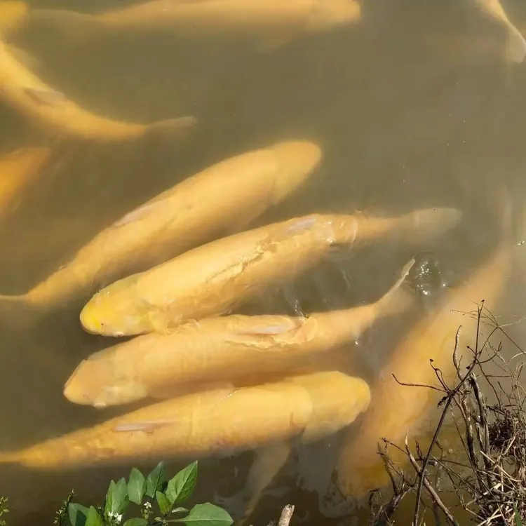 【精品挑选】超大尺寸俄罗斯金丝脆皖草鱼黄金草鱼宠物鱼水族活体鱼