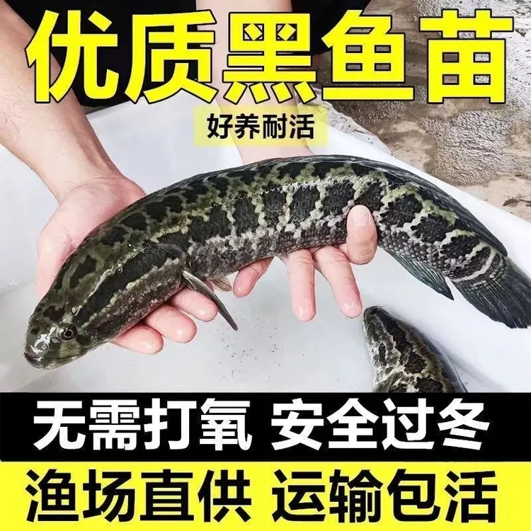 黑鱼乌鱼财鱼淡水鱼塘养殖【正品发货】包邮包活