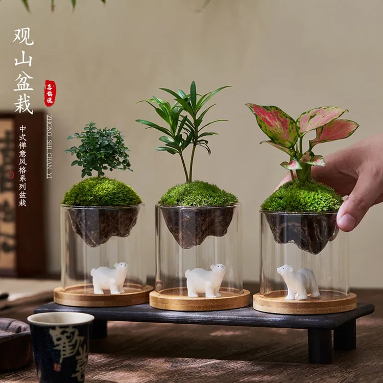 微景观创意盆栽趣味办公室内茶几桌面玻璃苔藓小绿植物吉利红好养