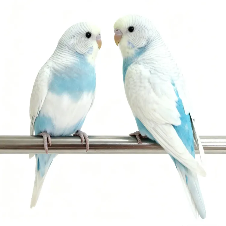 特色大头虎皮鹦鹉亲人可上手家养观赏鸟可繁殖活宠小鸟