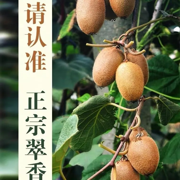 新鲜绿心猕猴桃甜蜜多汁细腻软糯应季水果
