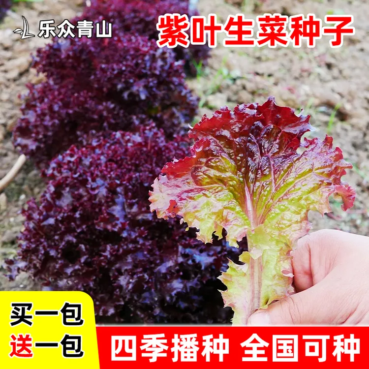 紫叶生菜种子沙拉生菜红叶罗莎生菜种子简单播种四季
