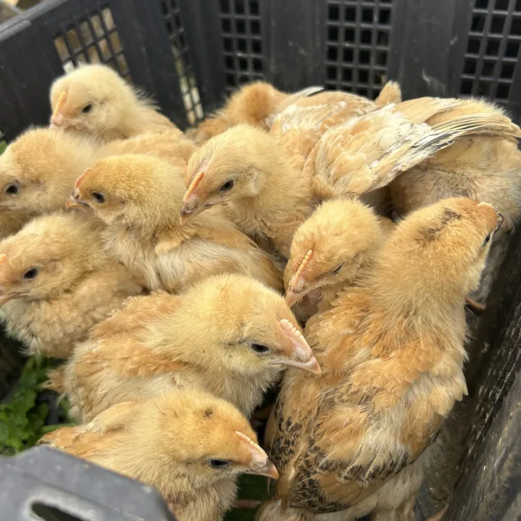  活体庭院观赏九斤红公母可选 4-5两宠物鸡