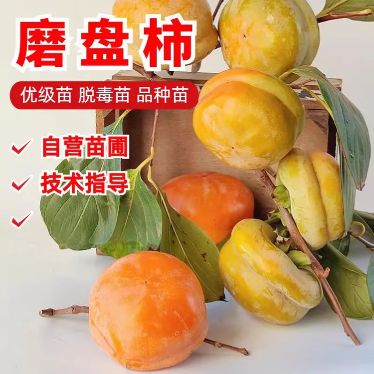 磨盘柿子果树果苗苗南北方种植果树耐寒耐热果树柿子树