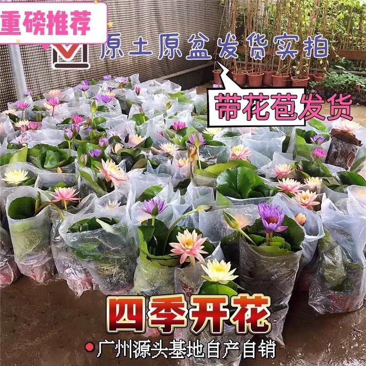 睡莲水培植物带花苞发货荷花苗四季开花盆栽水养池塘鱼池水生植物