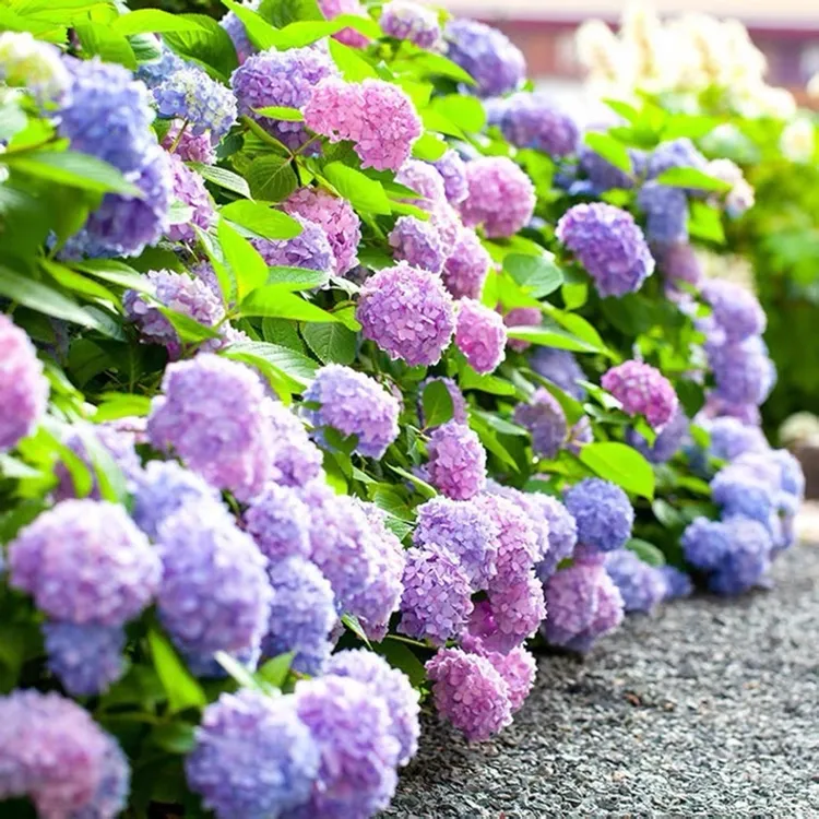 混色梦幻绣球花种子糖果花种庭院阳台盆栽四季开花室外花种孑