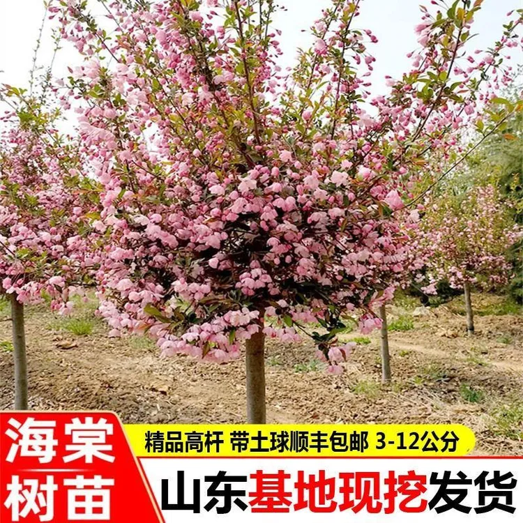 西府海棠花树苗庭院耐寒植物垂丝盆栽室内外四季开花北美海棠地栽