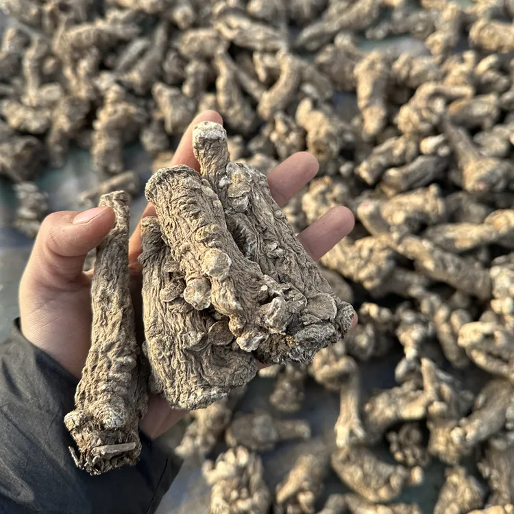 甘肃原产地 当归头  无硫无添加。没切片可煲汤炖肉泡水