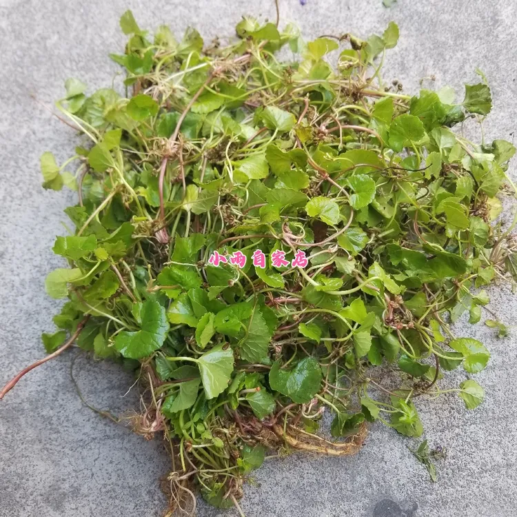 新鲜野生积雪草 马蹄草 雷公根 崩大碗 灯盏菜 煲汤食用纯露原料 